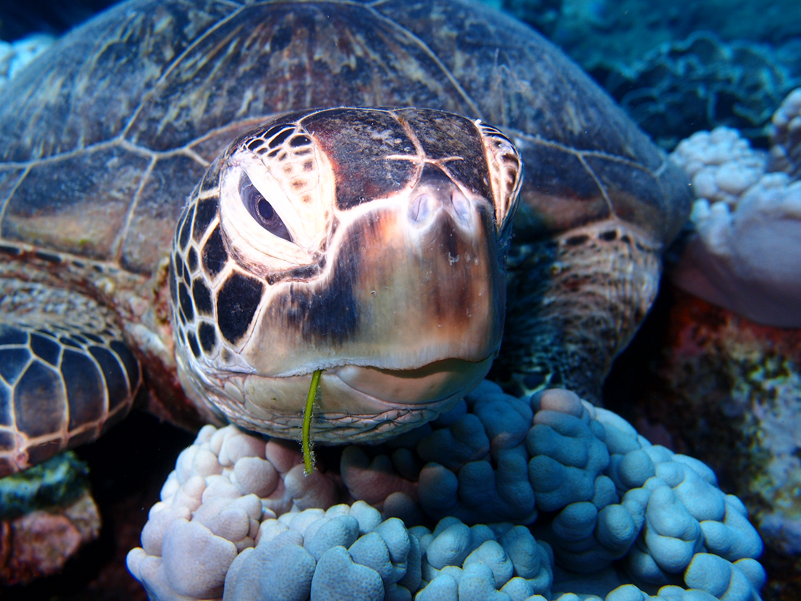 沖縄のウミガメ